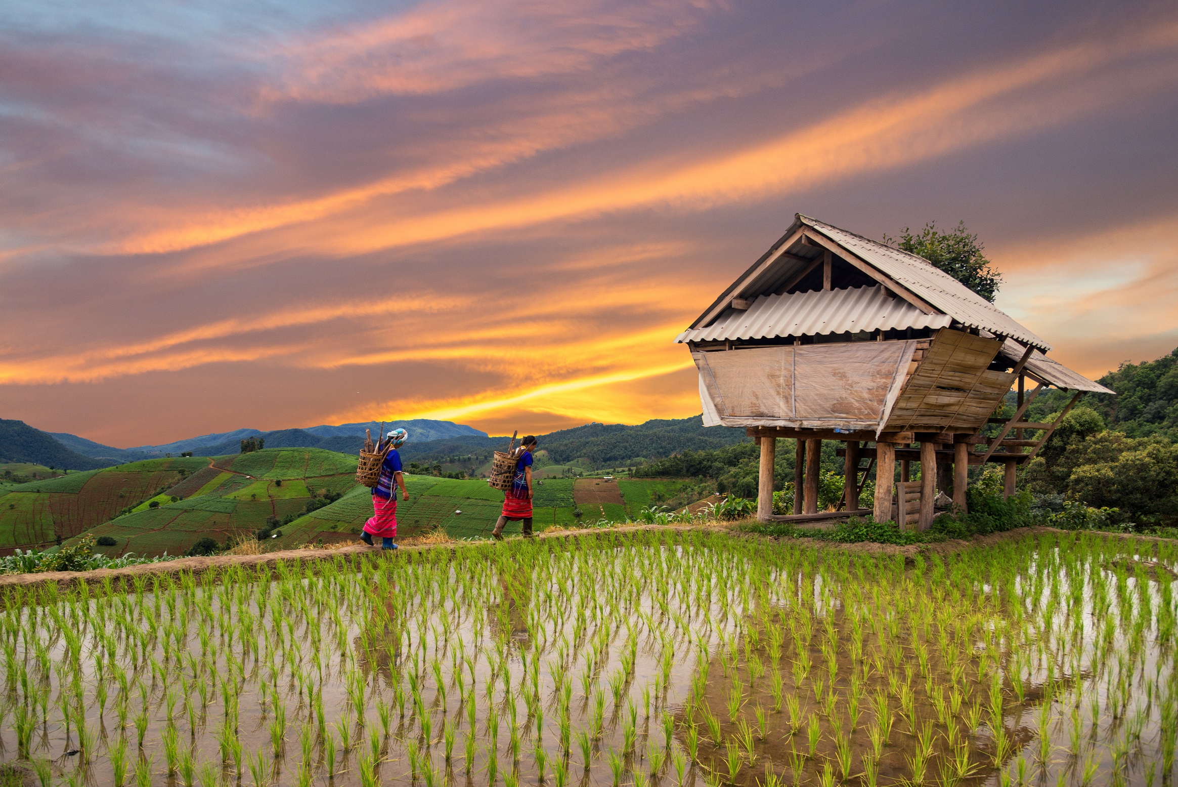 Paysages du Vietnam rizière et baie d'Ha Long